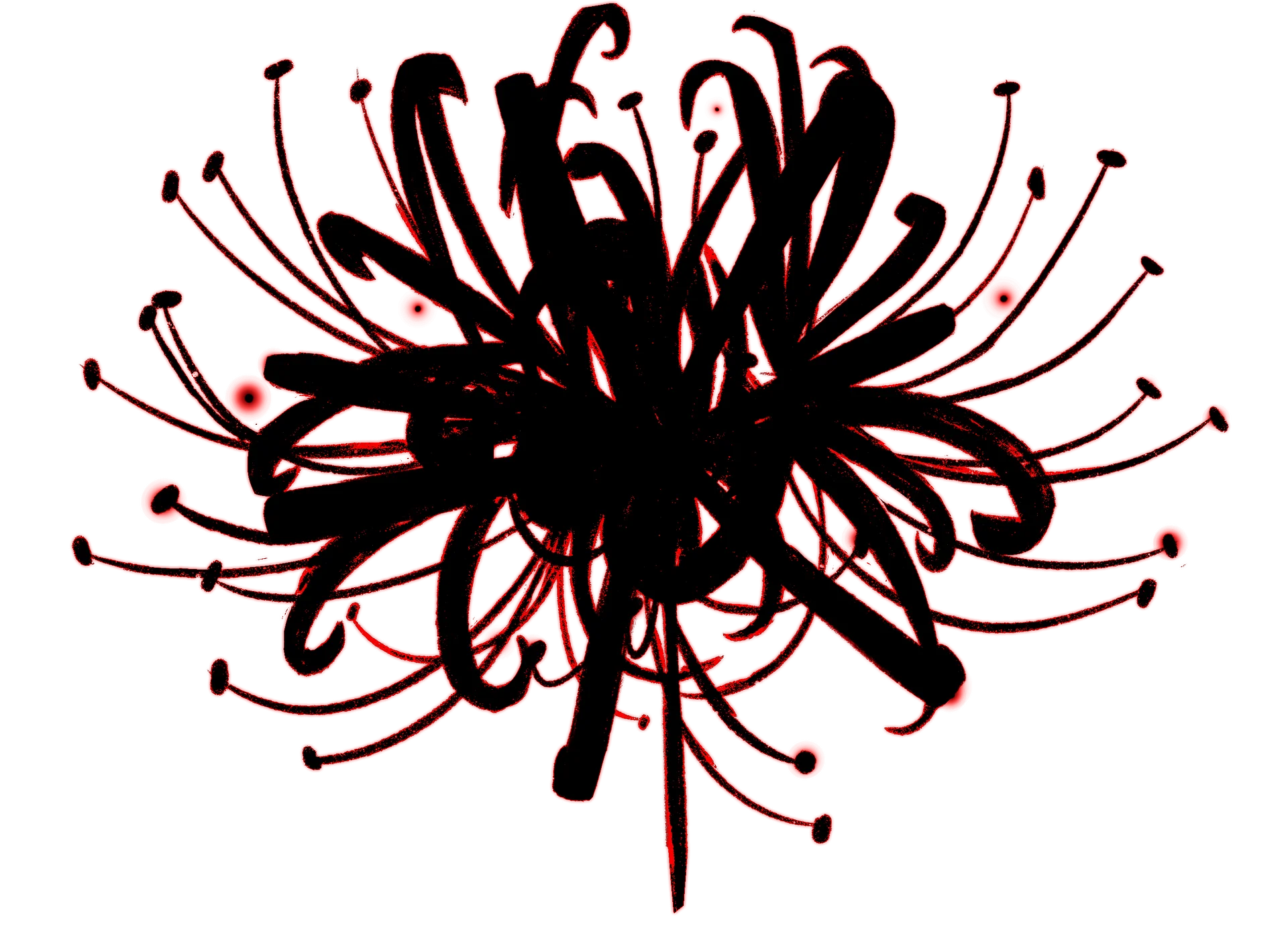SPIDER LILY product image (5)
