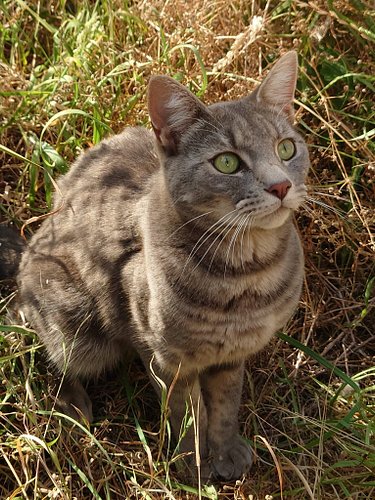 Monty the explorer! Happy #caturday 😺