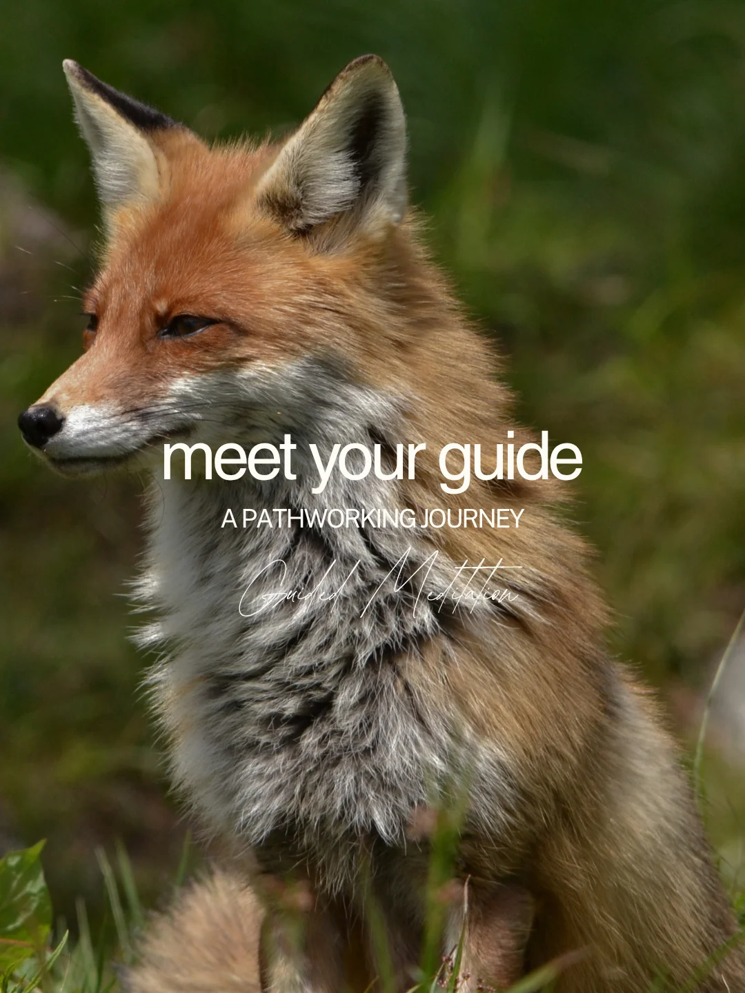 Meet Your Animal Guide - Pathworking Journey product image (1)