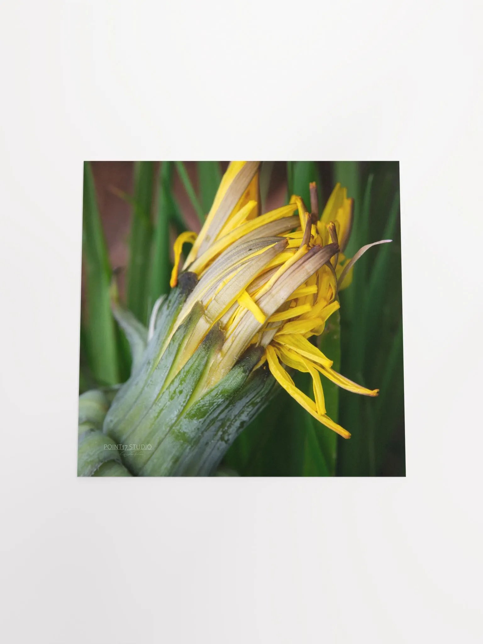 Dandelion #8 - Print product image (11)