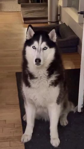 Like all Huskies, he too is a master negotiator. 🐺😒🙄
.
.
.
.
.
.
.
.
.
.
#siberianderpskies #husky #siberianhusky #huskiesofi...