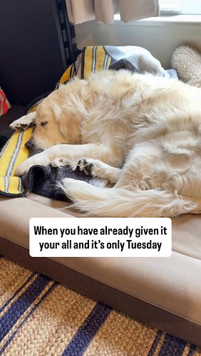 Is it Friday yet???? #tuesday #workmemes #corporatehumor #dogs #jobs