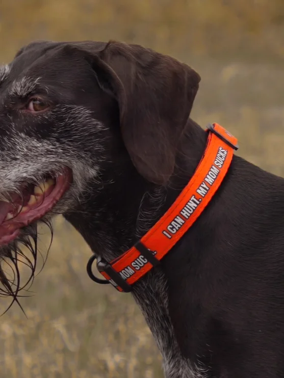 "I Can Hunt. My Mom Sucks" Dog Collar product image (1)