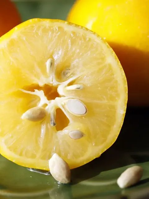 Lemon seeds ( Sri Lanka ) product image (2)