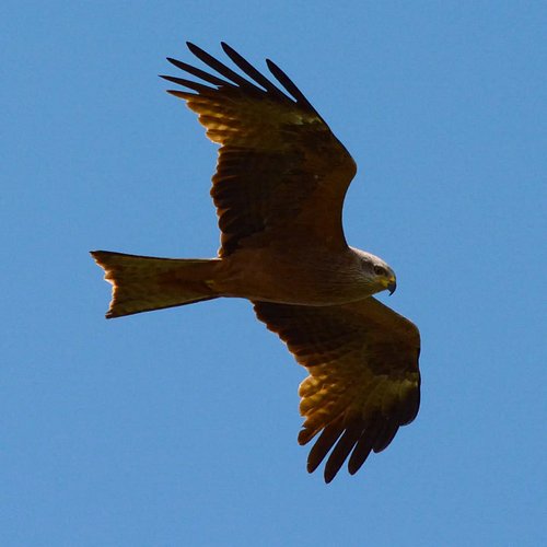 Captured this magnificent Black Kite during my day out to Maison De La Nature, Lattes, South of France. 🇫🇷📸

Fun fact: Kites ...