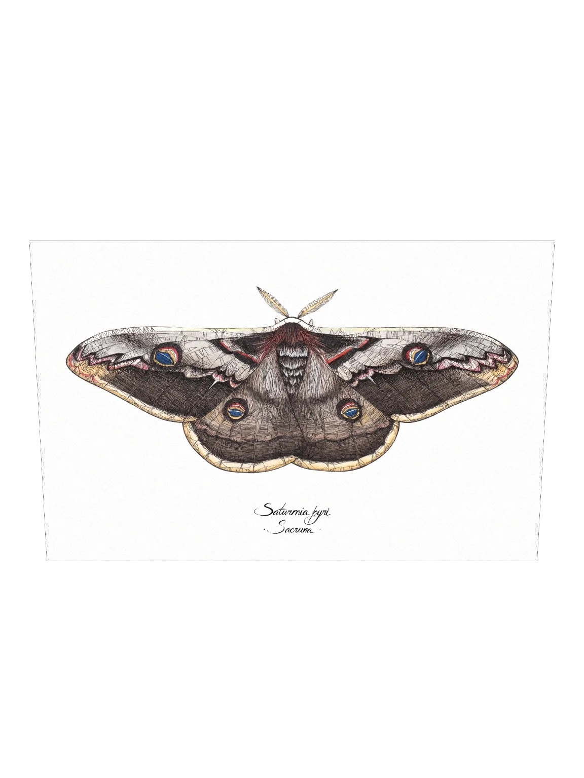 Saturnia Pyri • Print product image (2)