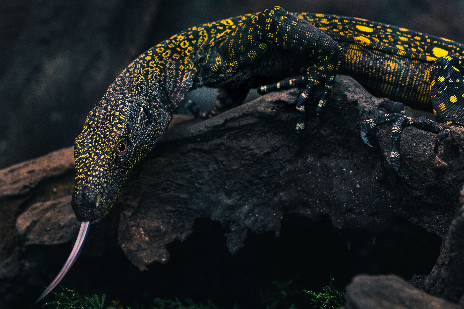 Baby Croc Monitor product image (1)