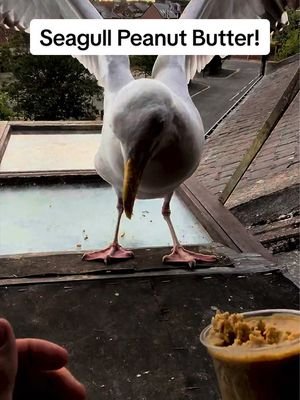 He absolutely loved it, even though it got all stuck up in his lips 😂 #fyp #foryou #seagull #birds #feedingsteven