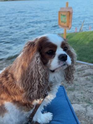4th of July at the lake! 🤗💙🐶 Hope y’all had a fabulous holiday weekend.  P.S. Is this how you picture Texas? 😍 #easttexas #texastravel #texaslakes #lakelife #lakehouse 