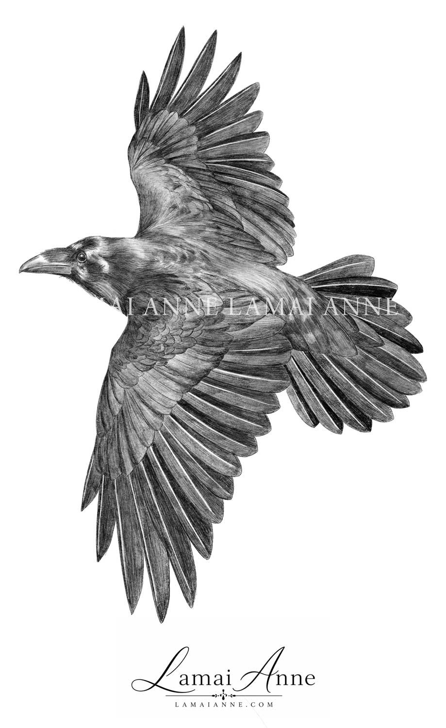 Flying Raven product image (1)