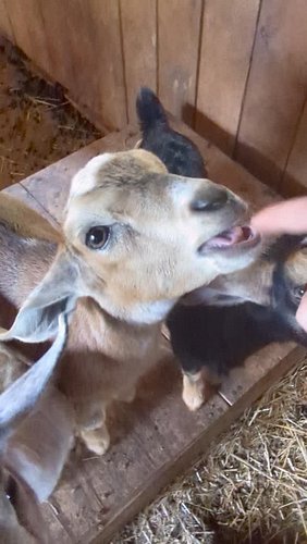 I love messing with baby goat lips. 😂