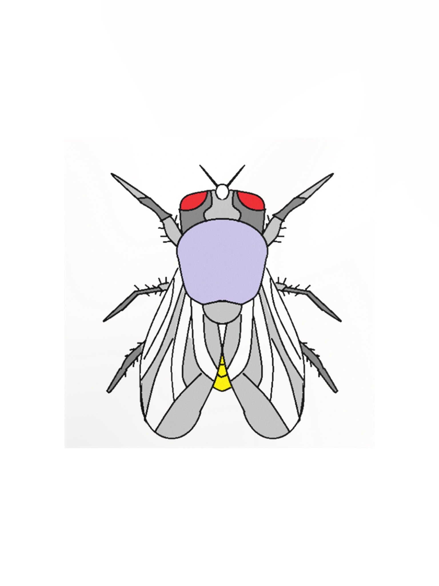 Vibrant Fly Cartoon Matte Poster product image (2)