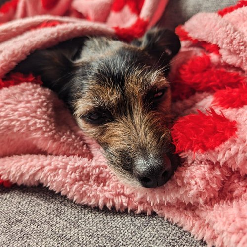 Monday morning vibes!

#jackrussell #jackrussellterrier