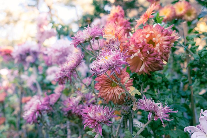 Chrysanthemum Garden Print product image (2)