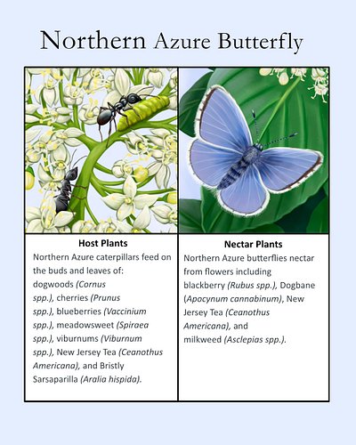 Looking forward to seeing these tiny blue butterflies this spring. Range: eastern North America, ranging from the Maritimes s...