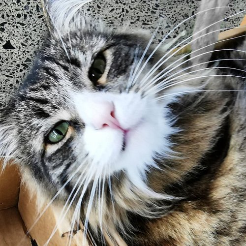 We're also (quietly) celebrating Theodore's 10th Coming Home day today, so come and say hi to him, if I can get him to join i...