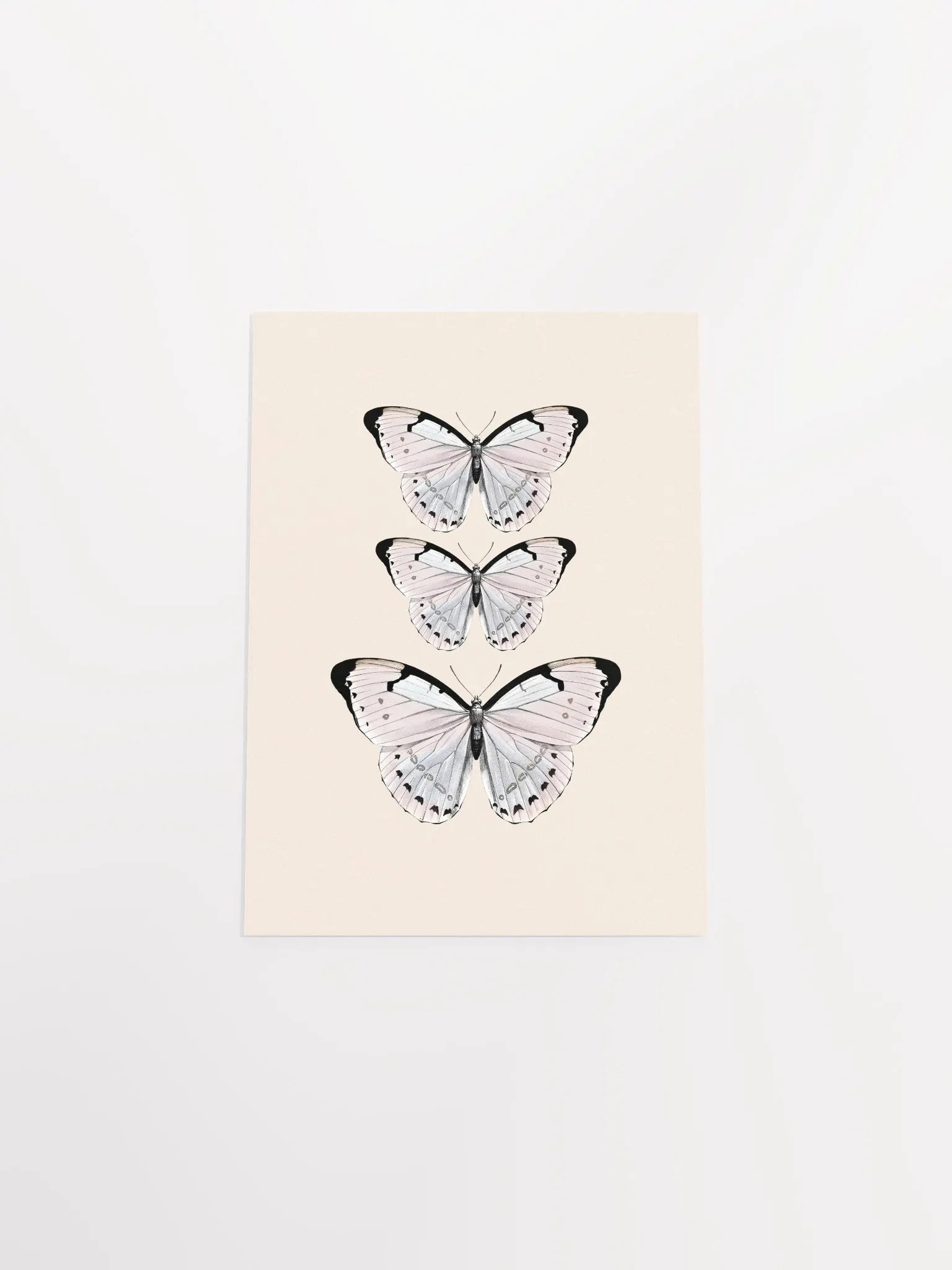 Butterfly Trio Matte Poster product image (34)