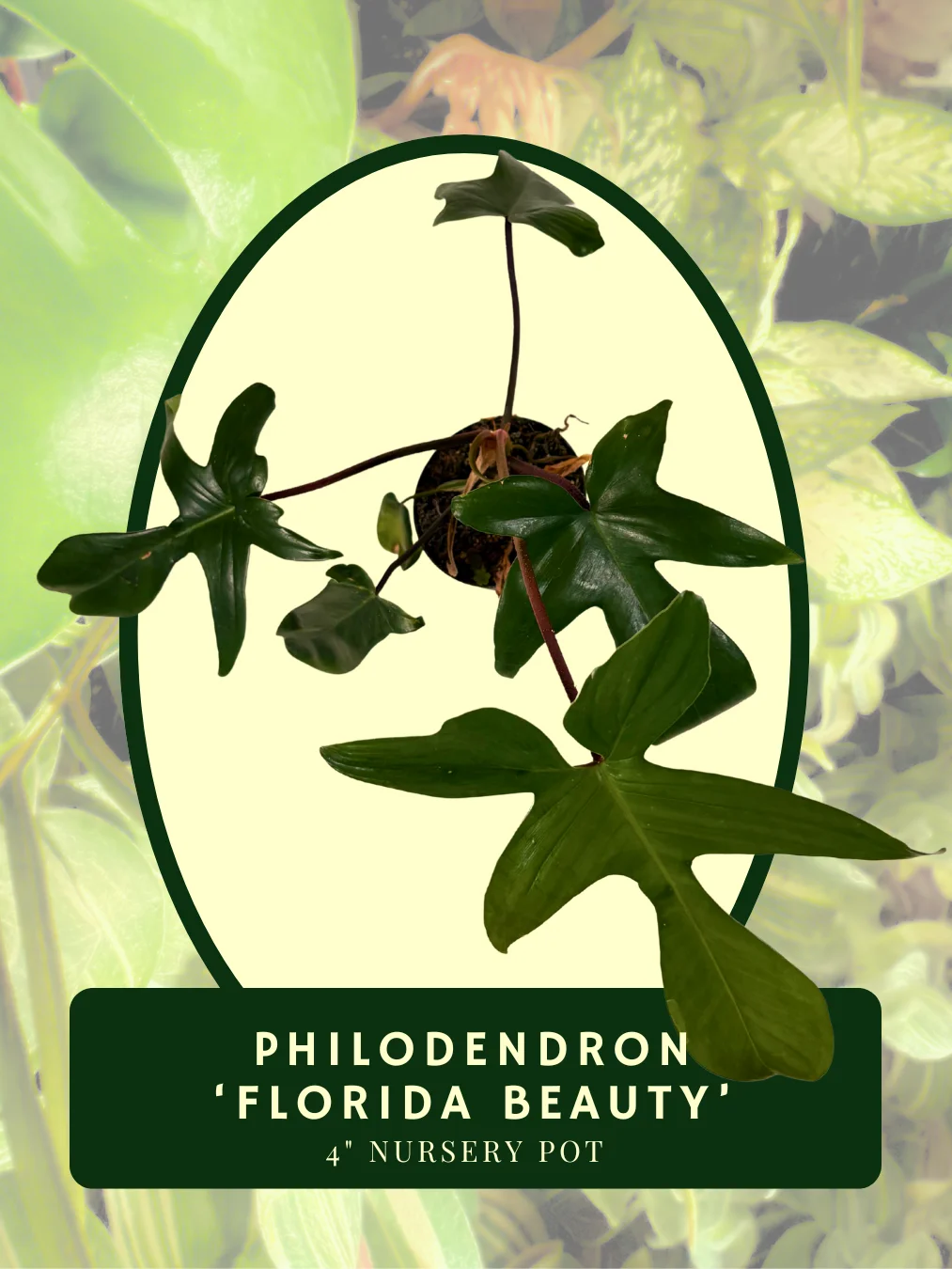 Philodendron Florida Beauty product image (2)