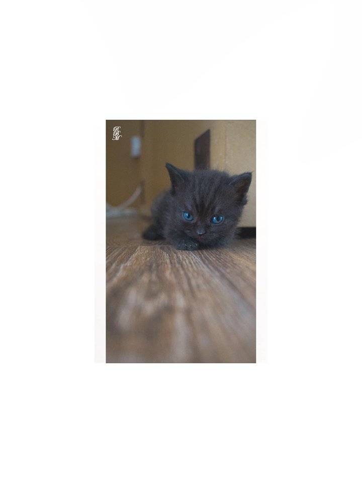 Black Kitten product image (1)
