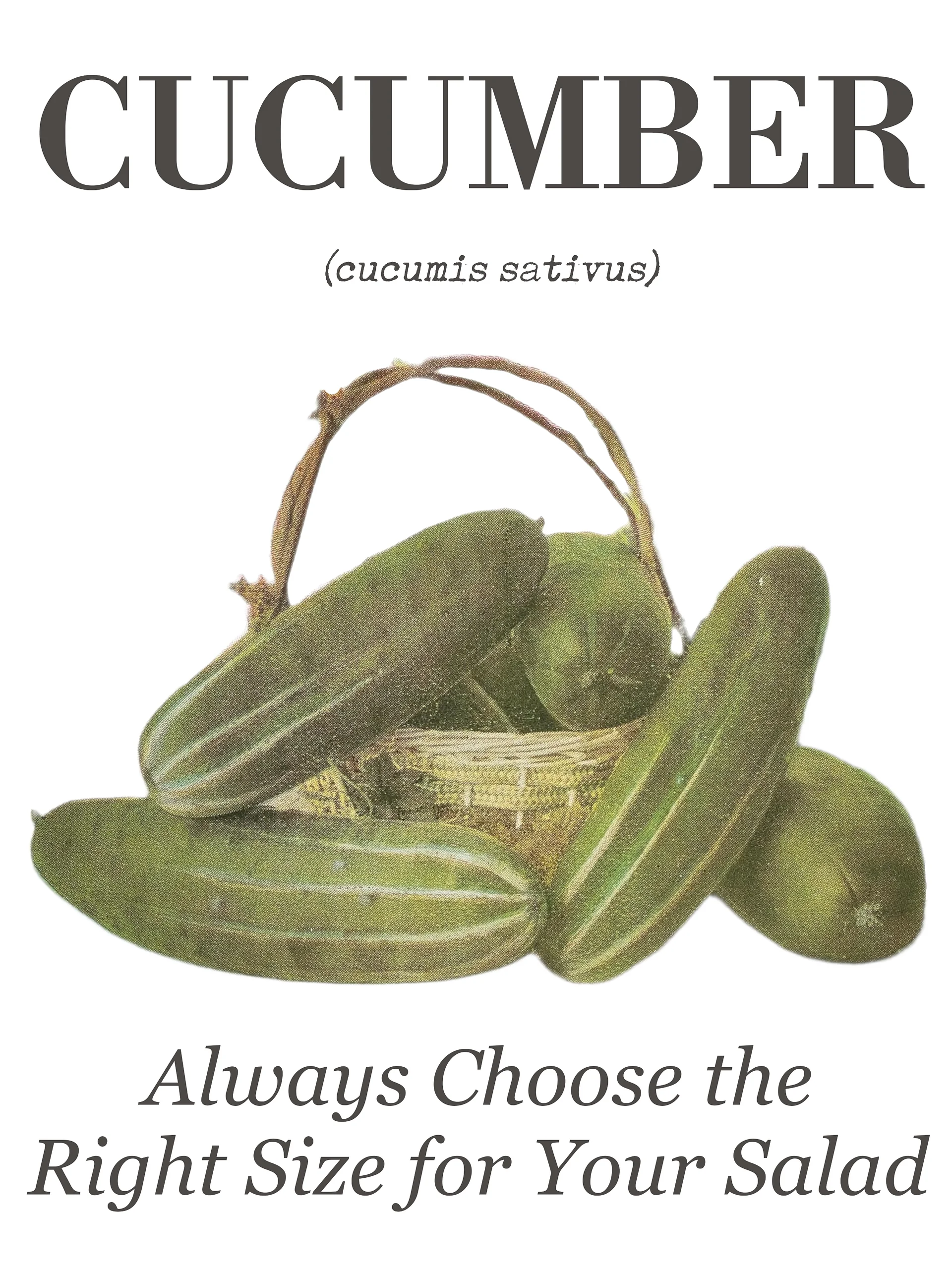 The "Cucumber" Botanical Tea Towel product image (3)