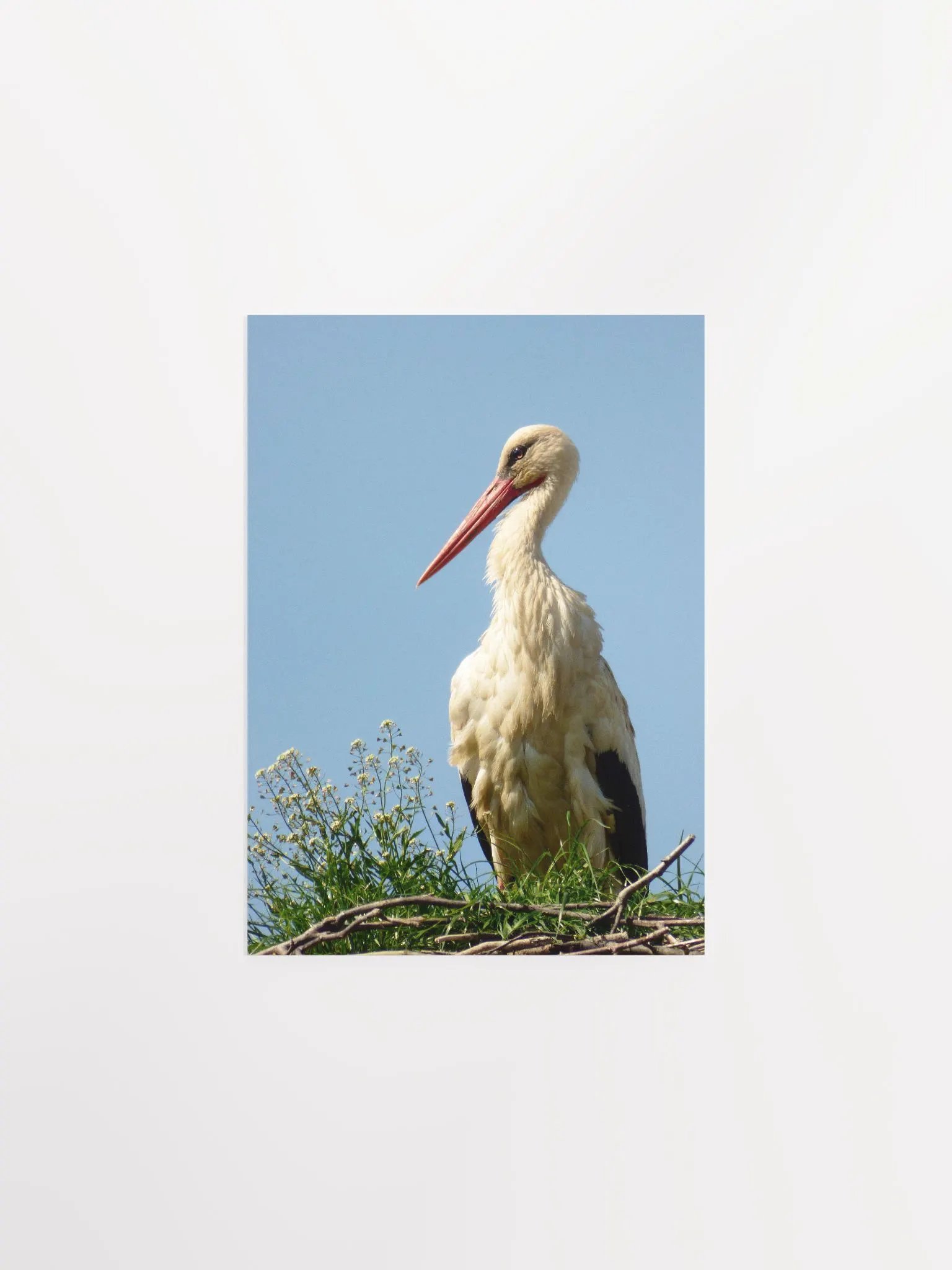 The white stork - Enhanced Matte Paper Poster product image (1)