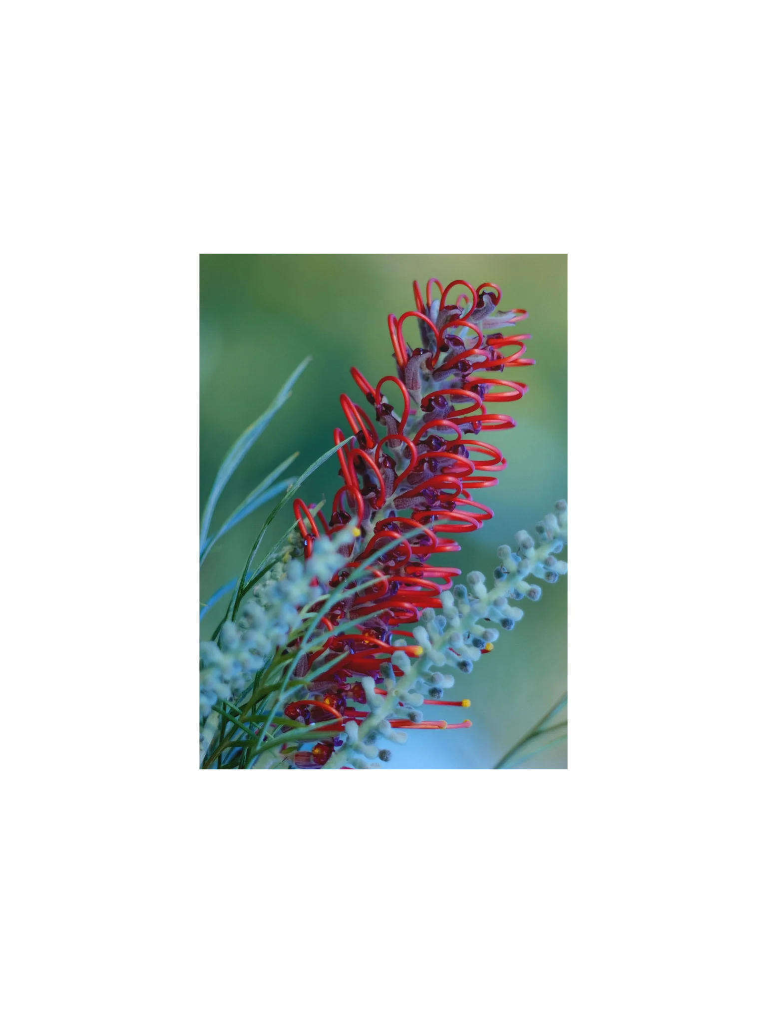 Queensland Red Grevillea – Vintage Lens Fine Art Print product image (2)