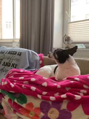 Princess Lucy Worship Hour……or whatever 🐶🥰 will be live this weekend as much as possible to initiate the Lucy takeover of FrankiVerse Cafe live hangouts. Follow to catch us live🐾🐾🐾 #lucy #dog #live #takeover #dogmom 