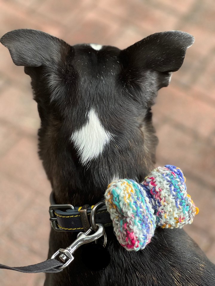Tiny Jester Dog Bow Tie | Made-to-Order product image (1)