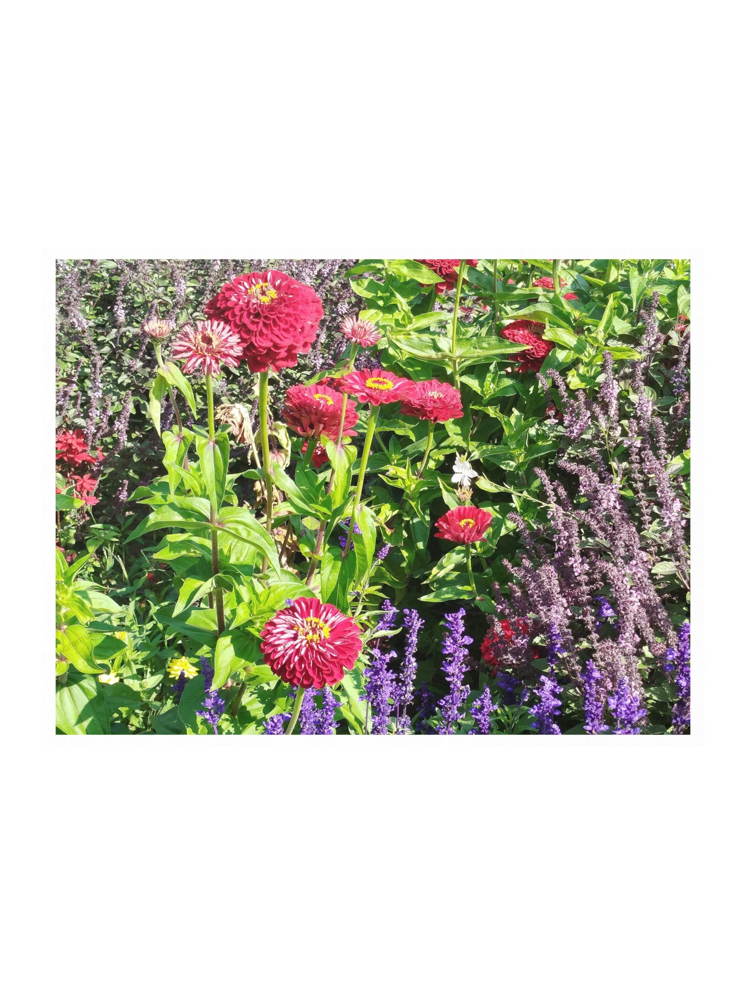 Spiky red flowers poster product image (1)