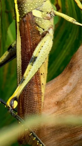 Look closely at this grasshopper's eye and you'll notice something... that dark spot is watching you. Except it isn't.... 😳

...