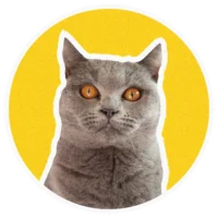 Catpresso Cat