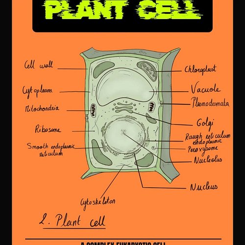 The strong plant cell 🤟🌱🔥 #biology #biologie #plants #plantes #science #punk