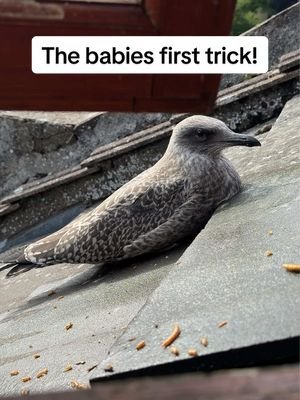 The baby is already learning tricks… when he grows up he will be something special 🥹 just like Steven! #fyp #foryou #seagull #birds #feedingsteven