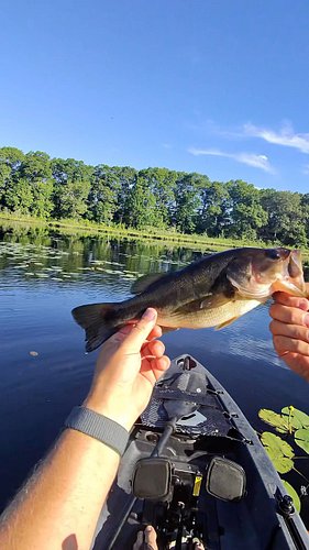 Caught this short yet fat bass at a new fishing. Really was a tiny football. #largemouthbass #bass #kayakfishing #outdoors #t...