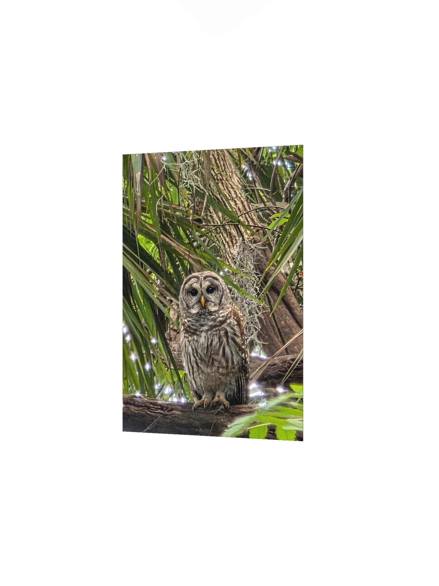 Barred Owl product image (9)