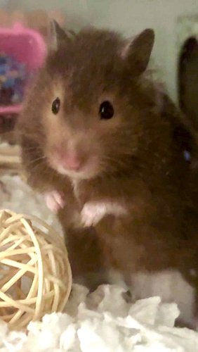 Everyone- meet Poppy🥹❤️ I love her so much already!!✨🌷

#hamster #syrianhamsters #hamsters #cutehamster #hamstercare