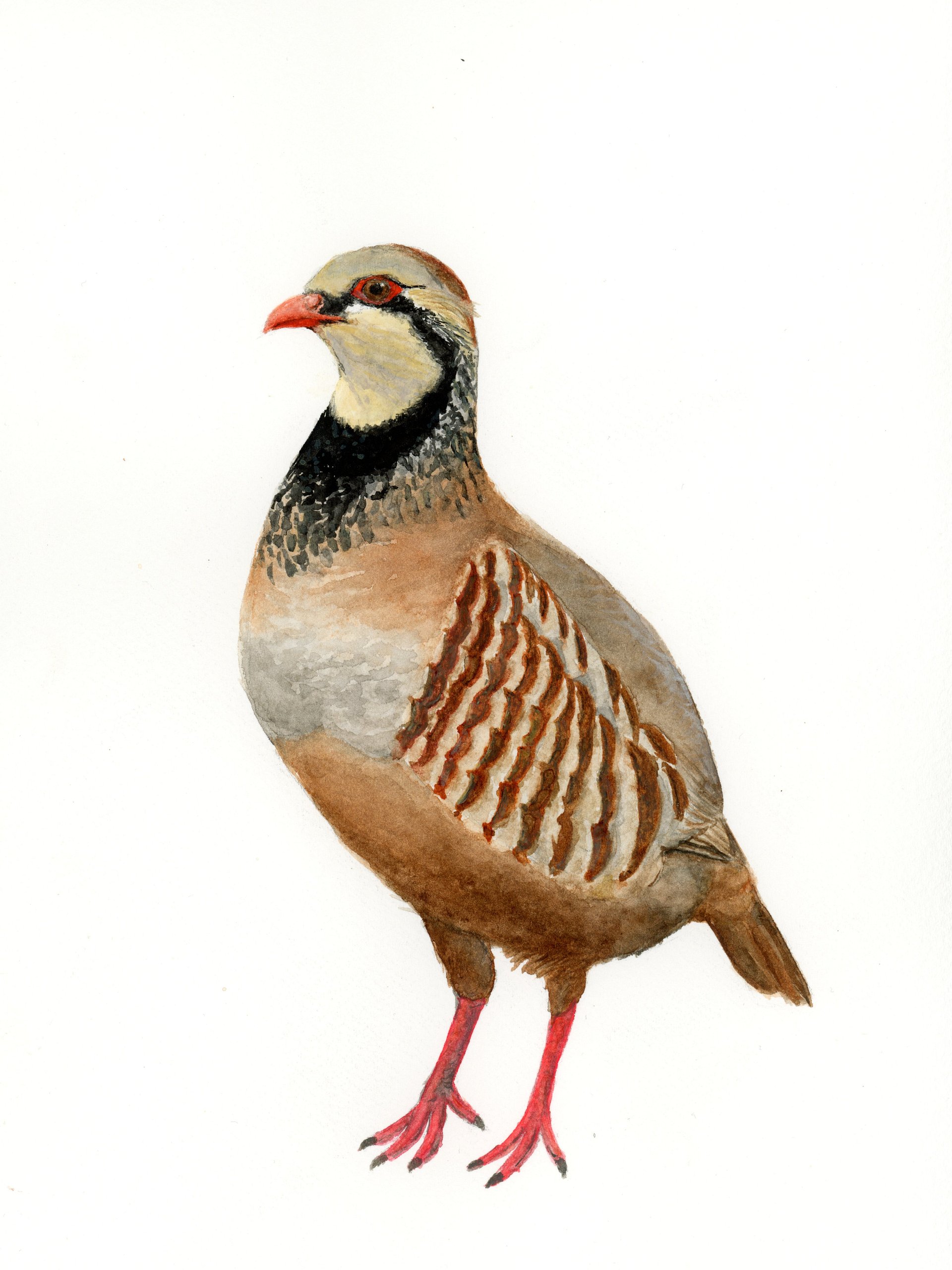 Red-legged Partridge - giclée print product image (1)