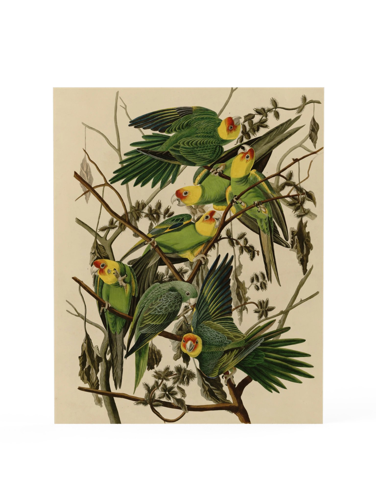 Carolina Parrot, Plate 26 – Audubon Poster product image (1)