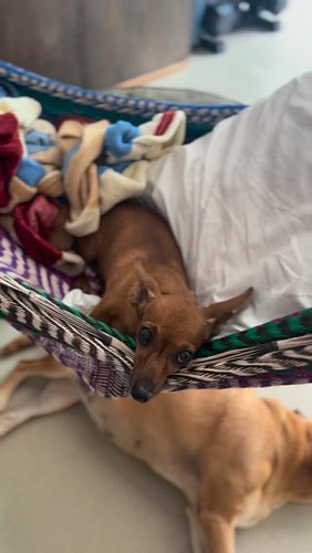 Wishing you a wonderful day. 

#chicathedoberman #Chihuahua #hammock