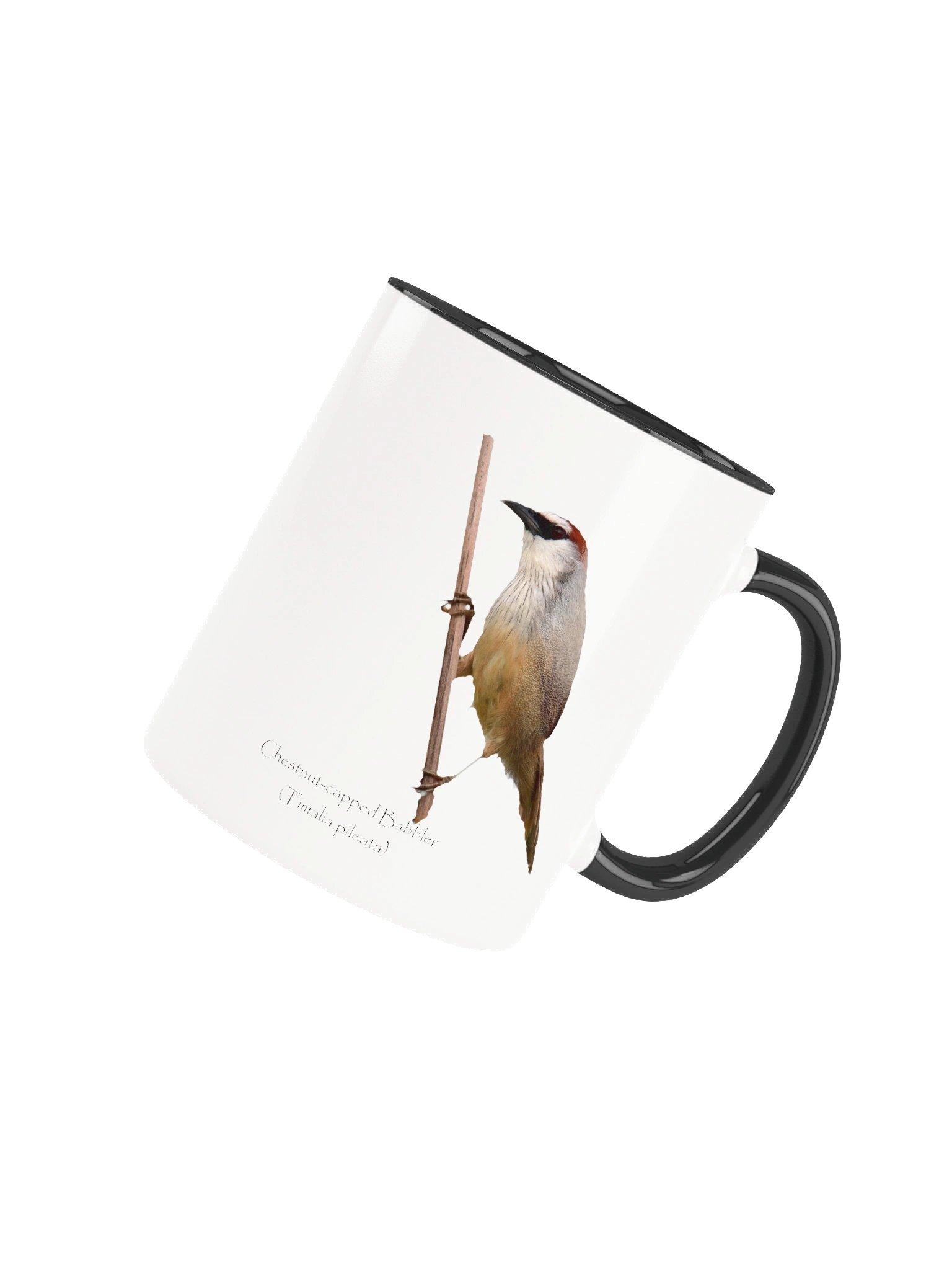 Chestnut-capped Babbler product image (39)