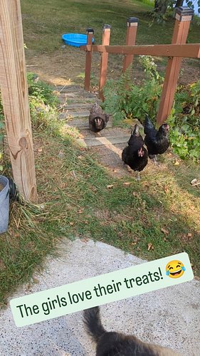 The chickens daily treat ❤️
#chickensofinstagram