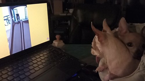 Mamacita was always the brains of the operation. Frank is… moral support.

With Mamacita watching over us from above, Frank h...