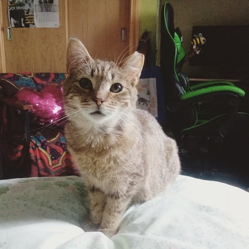 8-month-old Toby says, happy spooky season~! 💀🧡
.
.
.
.
.
#throwbackthursday #catsofinstagram #rescuecats #catlife #adoptdont...