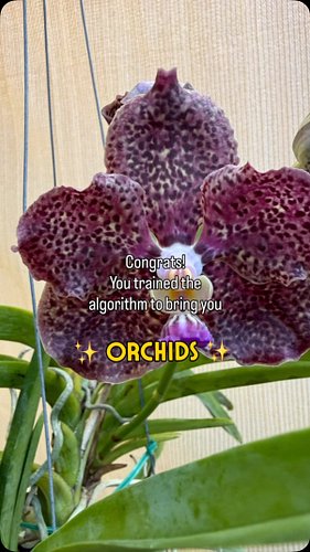 Congratulations! 🎉 You now have orchids on your algorithm! 

Orchid after orchid after ORCHID… and honestly, you’re welcome! ...