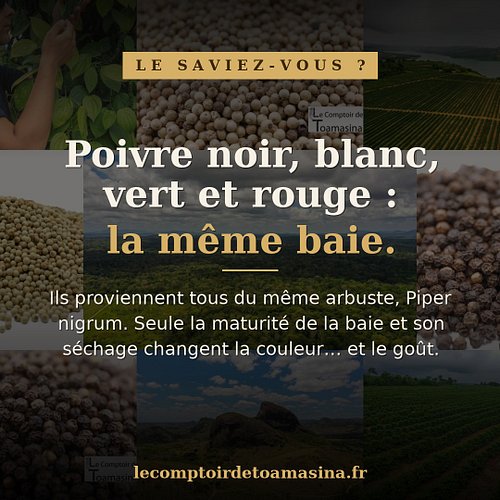 Le saviez-vous ? 🌶️ Le poivre noir, blanc, vert et rouge viennent tous du même arbuste : Piper nigrum. C'est la maturité de l...