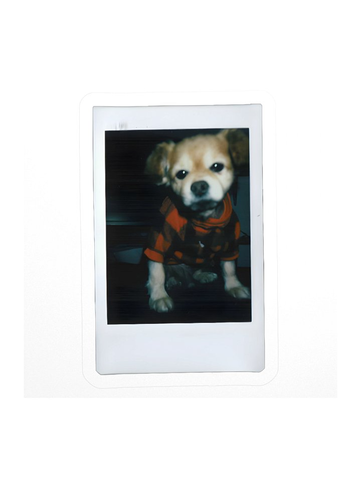 Polaroid D Sticker product image (1)