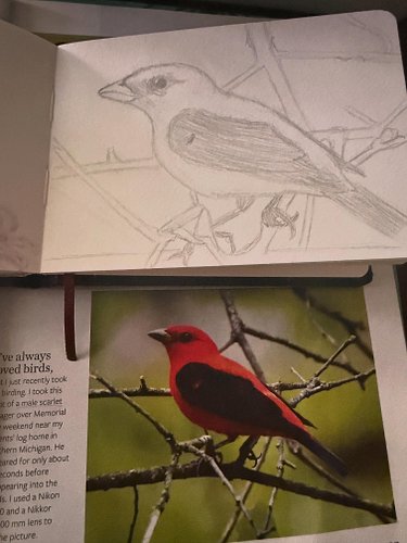 The sketches that I worked on my stream today…cant wait to draw more! #traditonal #sketches #birds #animals