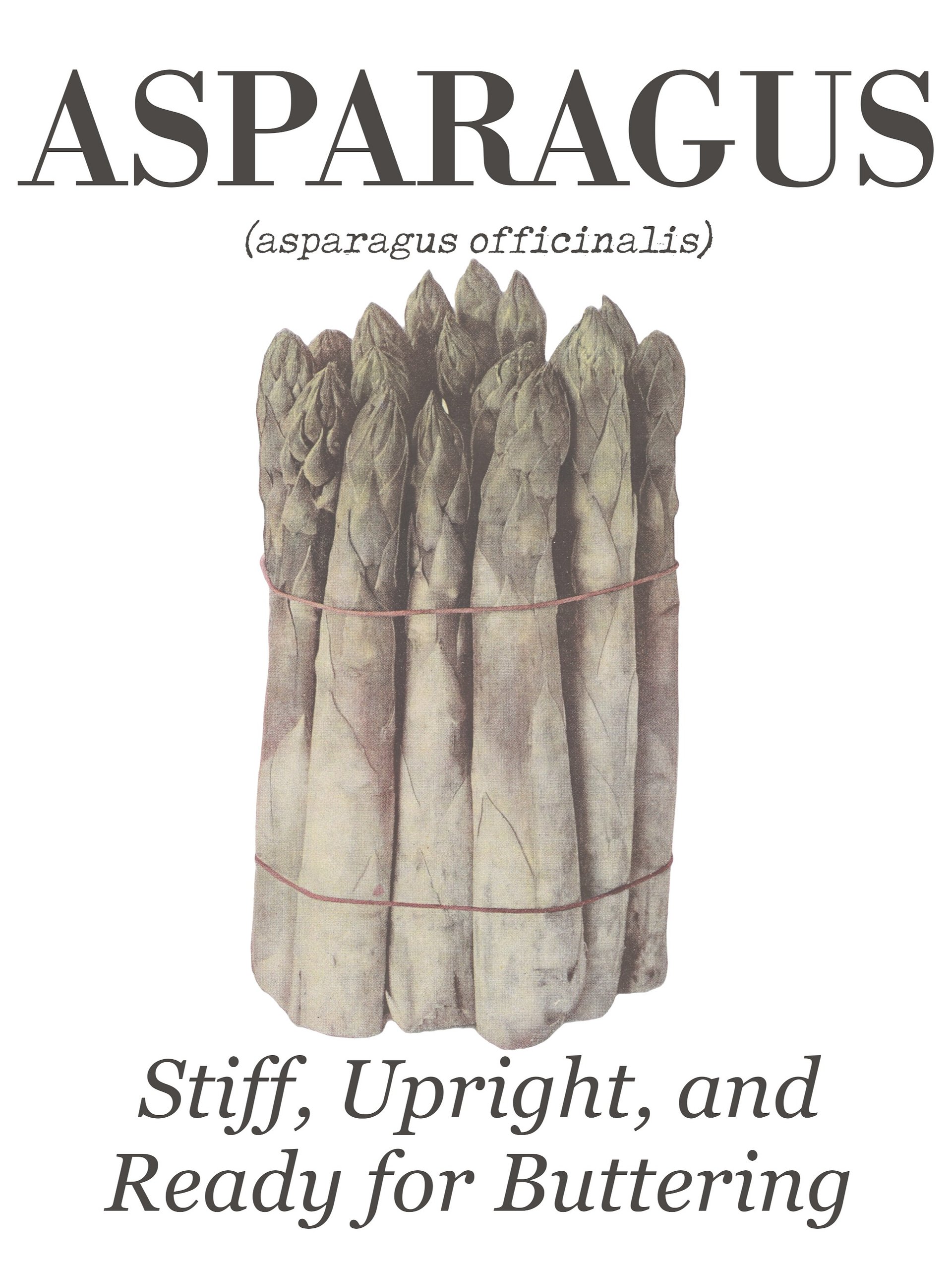 The "Asparagus" Botanical Tea Towel product image (3)