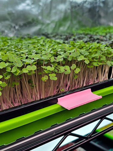 If you asked us what our favorite microgreen variety is right now, heres what I'd say:

🌱 Red Russian Kale

We’ve been hooked...
