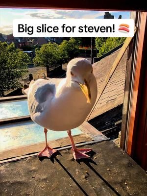 Let’s give steven a big slice of salmon! I gave Ethan a little slice off the tip too 🍣 #fyp #foryou #seagull #birds #feedingsteven